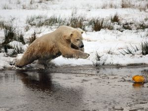 Превью обои белый медведь, вода, река, трава