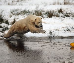 Превью обои белый медведь, вода, река, трава