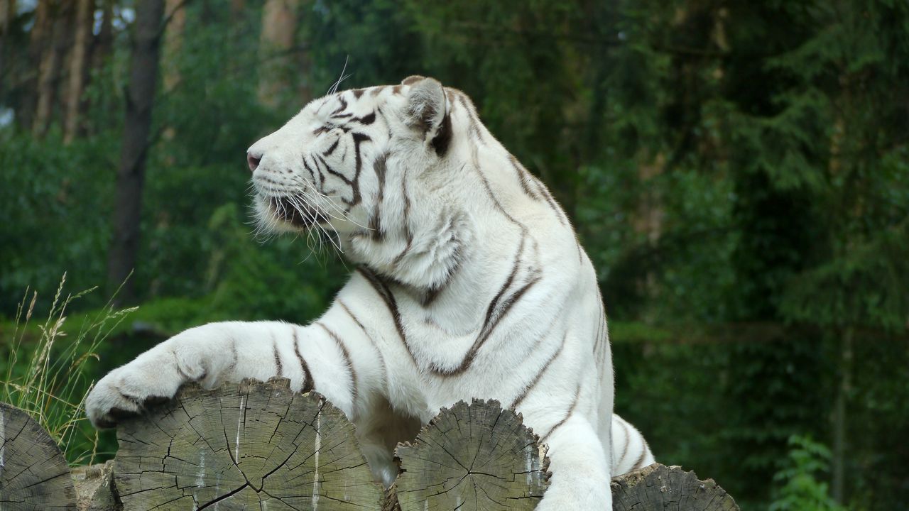 Обои белый тигр, бенгальский тигр, хищник
