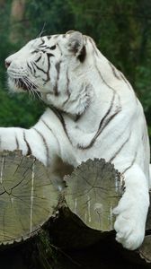 Превью обои белый тигр, бенгальский тигр, хищник