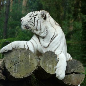 Превью обои белый тигр, бенгальский тигр, хищник