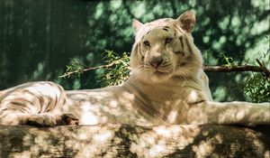 Превью обои белый тигр, хищник, бревно, кошка, тигр
