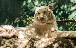 Превью обои белый тигр, хищник, бревно, кошка, тигр