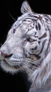 Превью обои белый тигр, хищник, морда, кошка
