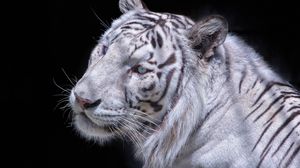 Превью обои белый тигр, хищник, морда, кошка