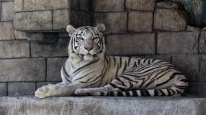 Превью обои белый тигр, хищник, полосатый