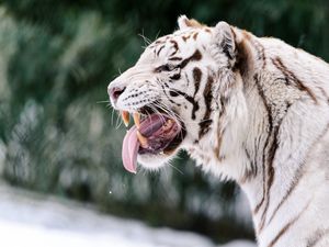 Превью обои белый тигр, оскал, высунутый язык, хищник