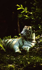 Превью обои белый тигр, поза, хищник, трава