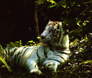 Превью обои белый тигр, поза, хищник, трава