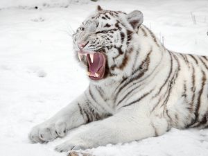 Превью обои белый тигр, снег, хищник, пасть, кошка, тигр