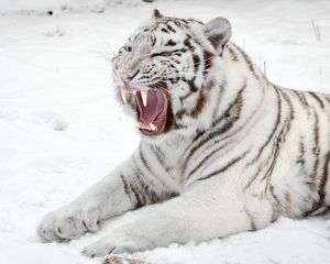 Превью обои белый тигр, снег, хищник, пасть, кошка, тигр