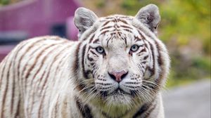 Превью обои белый тигр, тигр, большая кошка, хищник, дикая природа