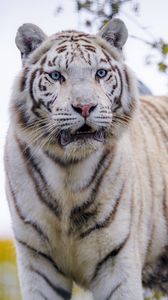 Превью обои белый тигр, тигр, хищник, большая кошка, дикий