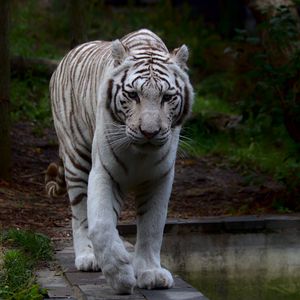 Превью обои белый тигр, тигр, хищник, большая кошка