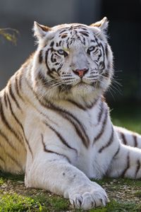 Превью обои белый тигр, тигр, хищник, большая кошка, животное