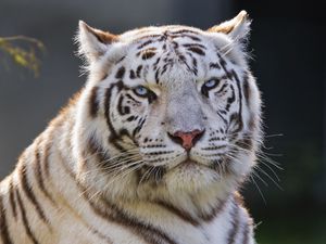Превью обои белый тигр, тигр, хищник, большая кошка, животное