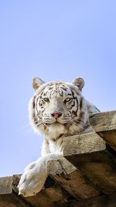 Превью обои белый тигр, тигр, хищник, большая кошка, животное, доски