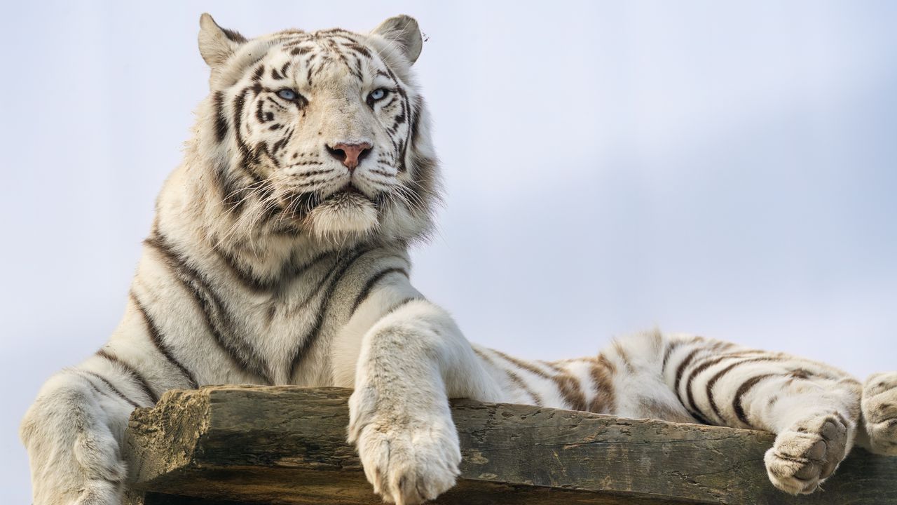 Обои белый тигр, тигр, хищник, большая кошка, животное, дикий