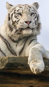 Превью обои белый тигр, тигр, хищник, большая кошка, животное, дикий