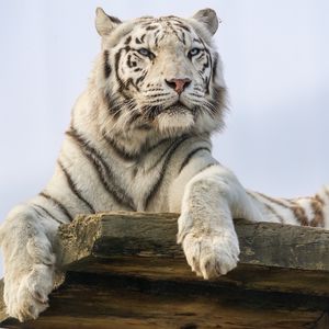 Превью обои белый тигр, тигр, хищник, большая кошка, животное, дикий
