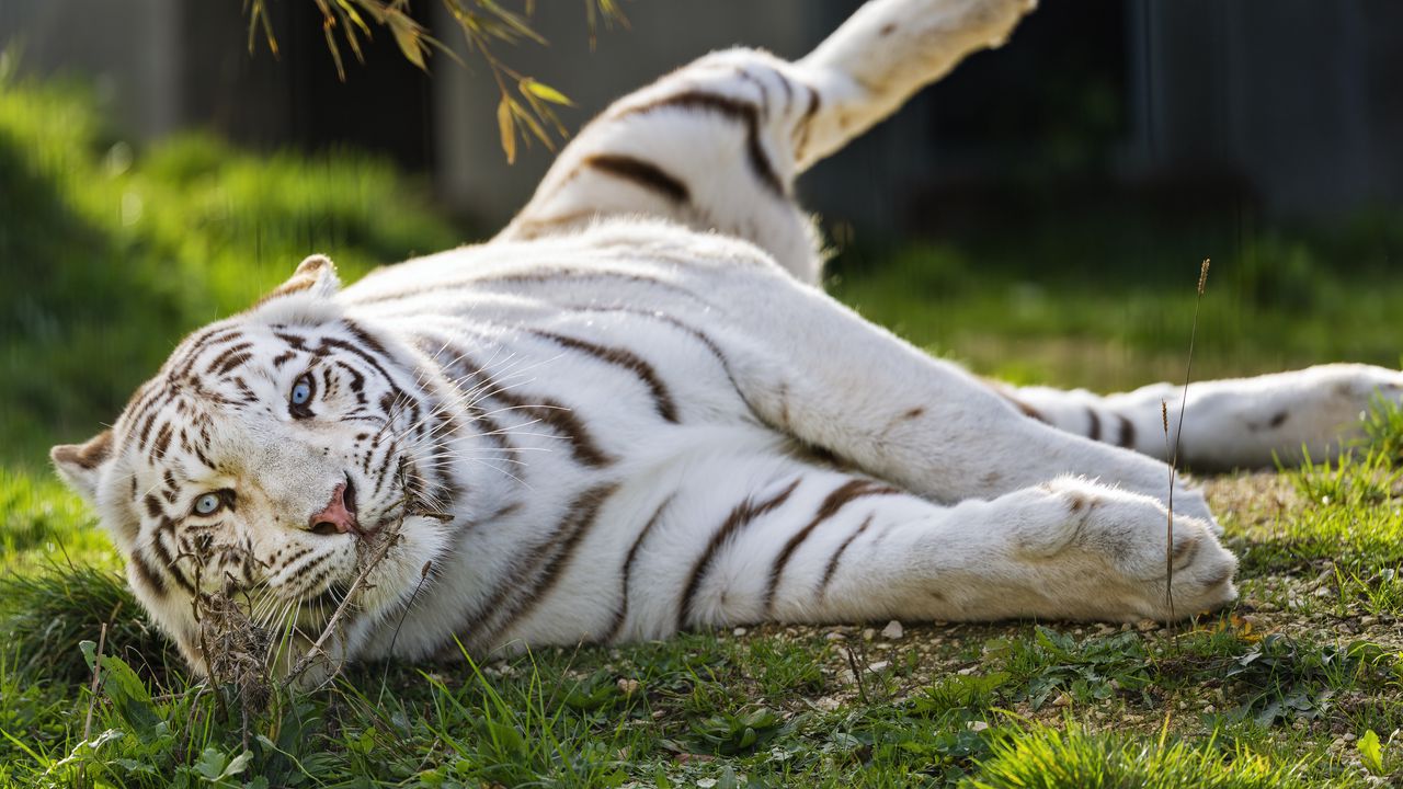 Обои белый тигр, тигр, полосатый, большая кошка, хищник