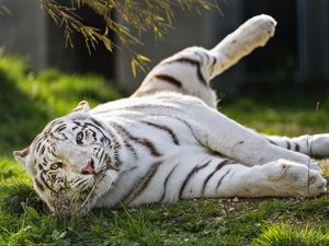 Превью обои белый тигр, тигр, полосатый, большая кошка, хищник