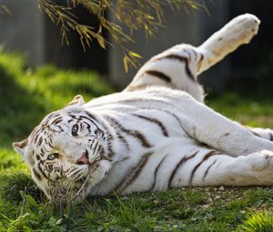 Превью обои белый тигр, тигр, полосатый, большая кошка, хищник