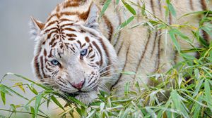 Превью обои белый тигр, тигр, ветка, бамбук, большая кошка