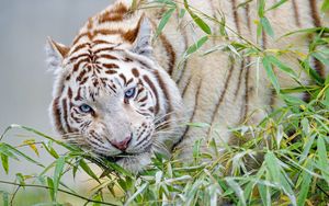 Превью обои белый тигр, тигр, ветка, бамбук, большая кошка