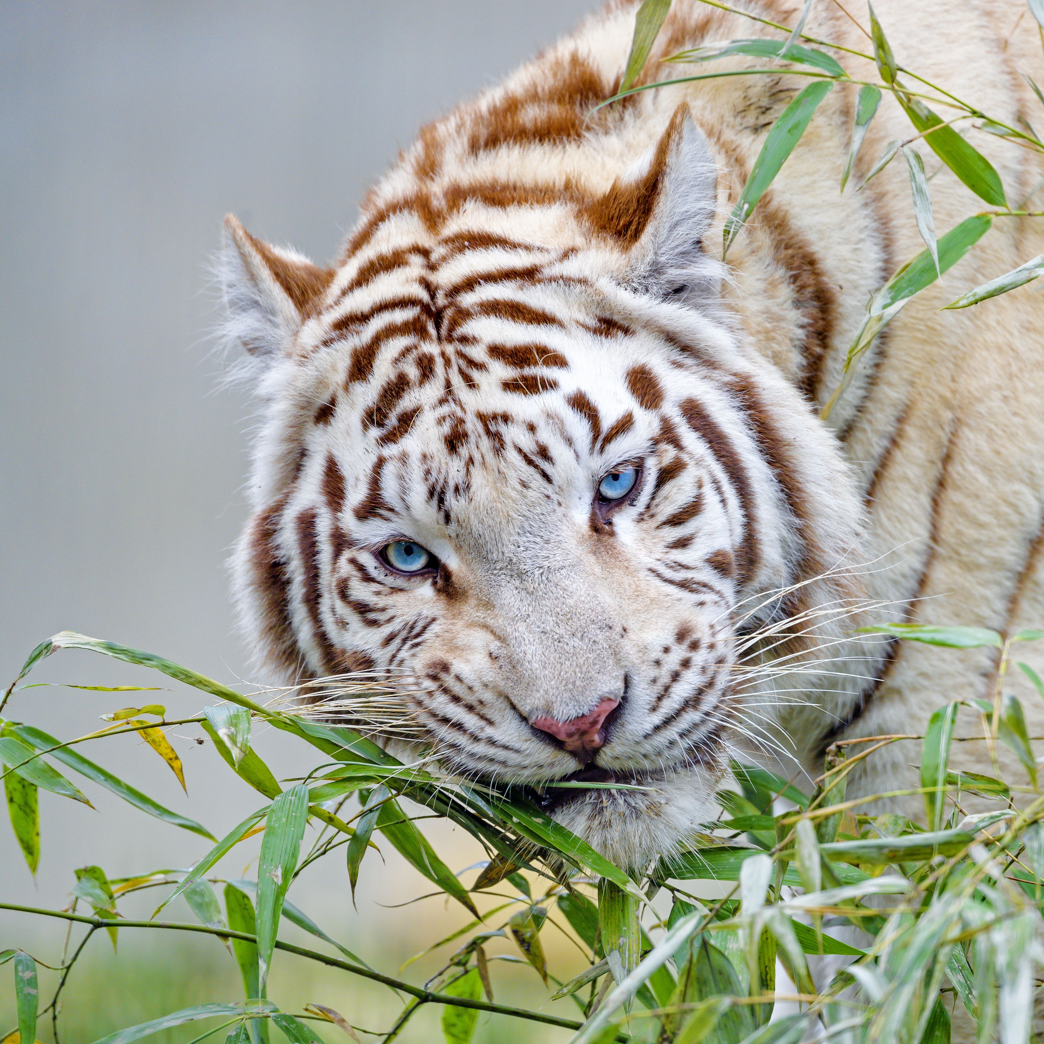 Уссурийский тигр. Красивый тигр.