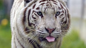 Превью обои белый тигр, тигр, высунутый язык, животное, большая кошка