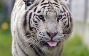 Превью обои белый тигр, тигр, высунутый язык, животное, большая кошка