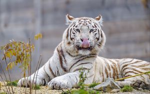 Превью обои белый тигр, тигр, высунутый язык, большая кошка, хищник