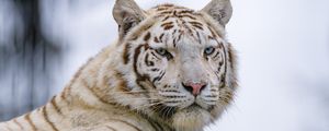 Превью обои белый тигр, тигр, взгляд, хищник, животное
