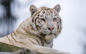 Превью обои белый тигр, тигр, взгляд, хищник, животное