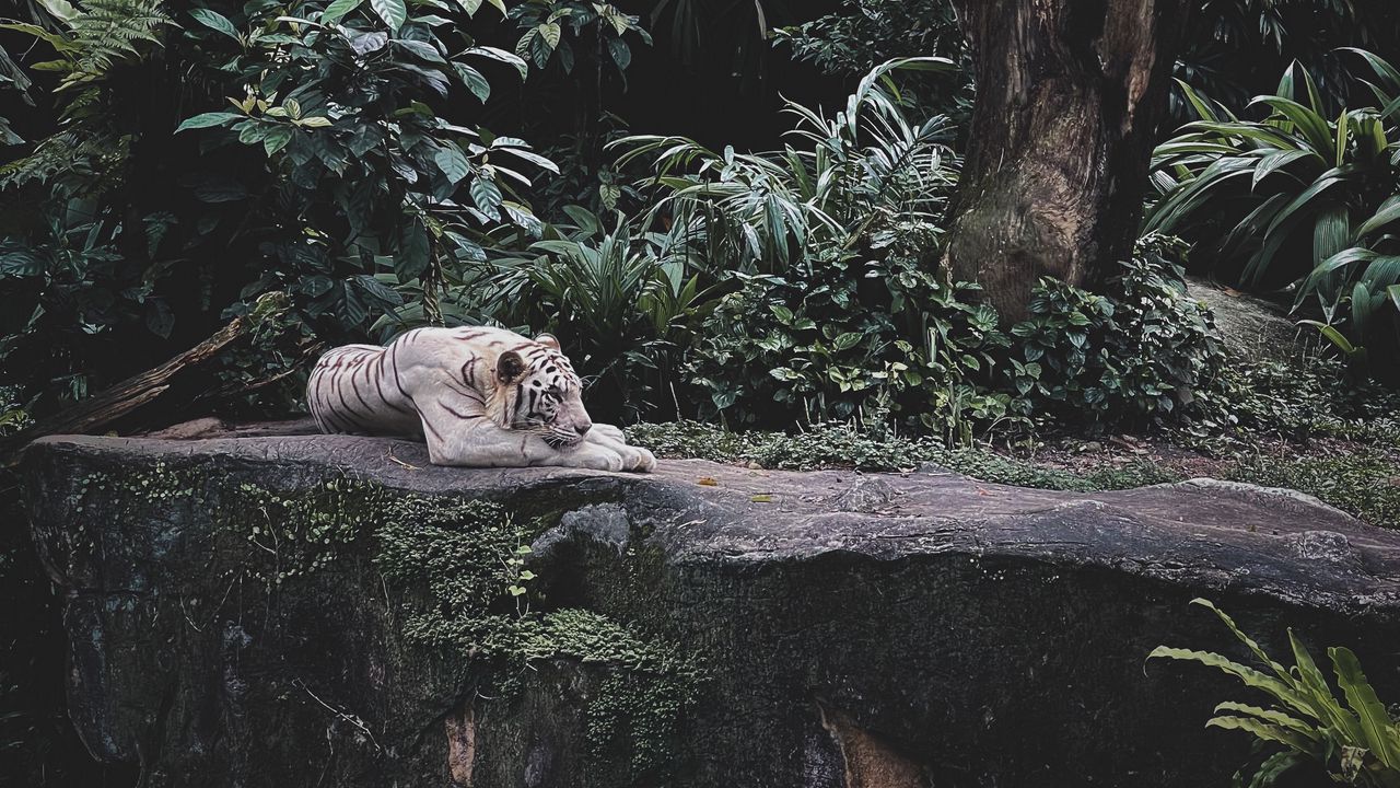 Обои белый тигр, тигр, животное, хищник, дикая природа