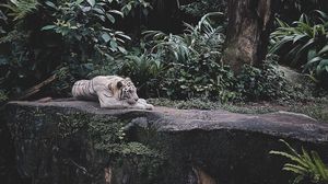 Превью обои белый тигр, тигр, животное, хищник, дикая природа