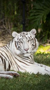 Превью обои белый тигр, тигр, животное, хищник, альбинос, белый, дикая природа