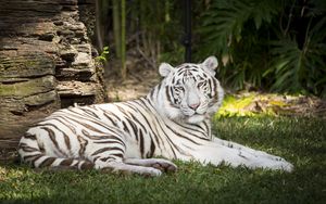 Превью обои белый тигр, тигр, животное, хищник, альбинос, белый, дикая природа
