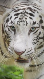 Превью обои белый тигр, взгляд, хищник, большая кошка