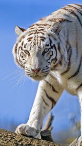 Превью обои белый тигр, взгляд, хищник, большая кошка, бревно