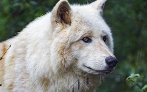 Превью обои белый волк, хищник, животное, листья