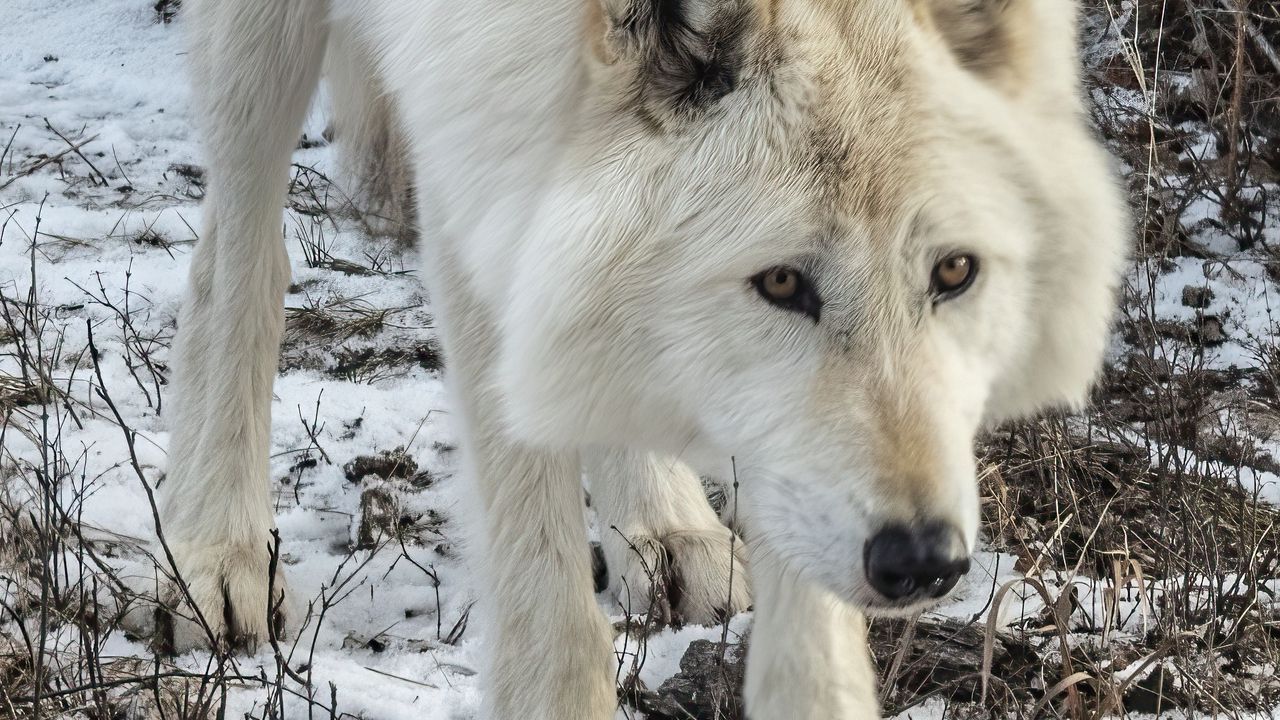 Обои белый волк, волк, дикое животное, хищник, снег, зима