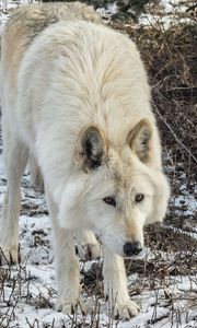 Превью обои белый волк, волк, дикое животное, хищник, снег, зима