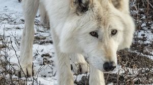 Превью обои белый волк, волк, дикое животное, хищник, снег, зима
