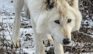 Превью обои белый волк, волк, дикое животное, хищник, снег, зима