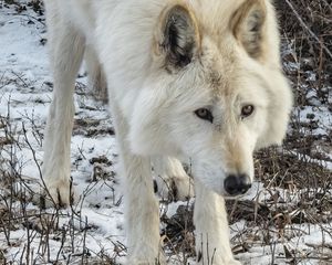 Превью обои белый волк, волк, дикое животное, хищник, снег, зима