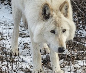 Превью обои белый волк, волк, дикое животное, хищник, снег, зима