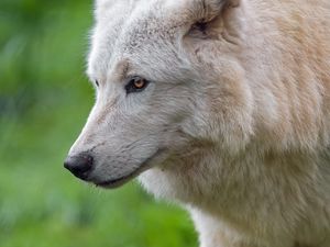 Превью обои белый волк, волк, голова, хищник, дикий