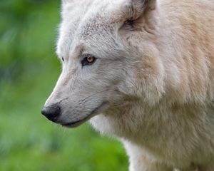 Превью обои белый волк, волк, голова, хищник, дикий